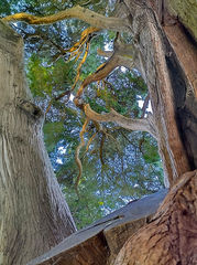 Jardin botanique. Vue en contre-plongée d'un cyprès. Christchurch, Nouvelle-Zélande