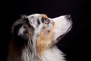 AdobeStock_65795695.jpeg