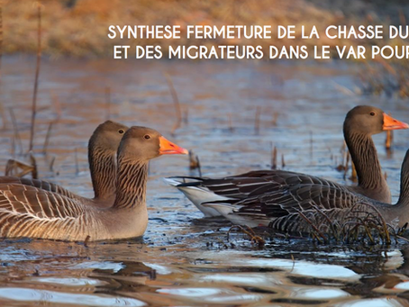 Dates de fermeture gibier d’eau et migrateurs 2024