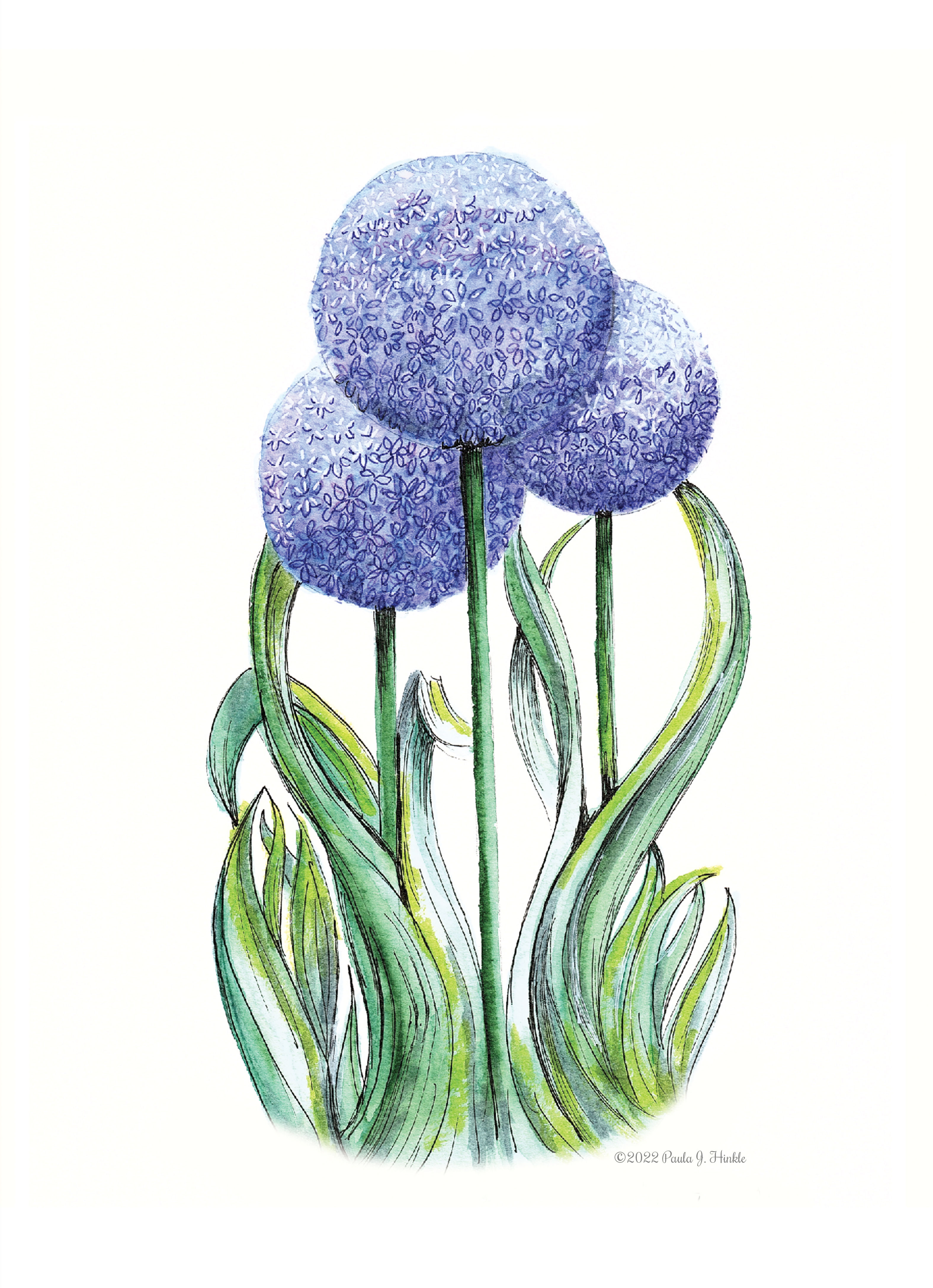 Purple Allium