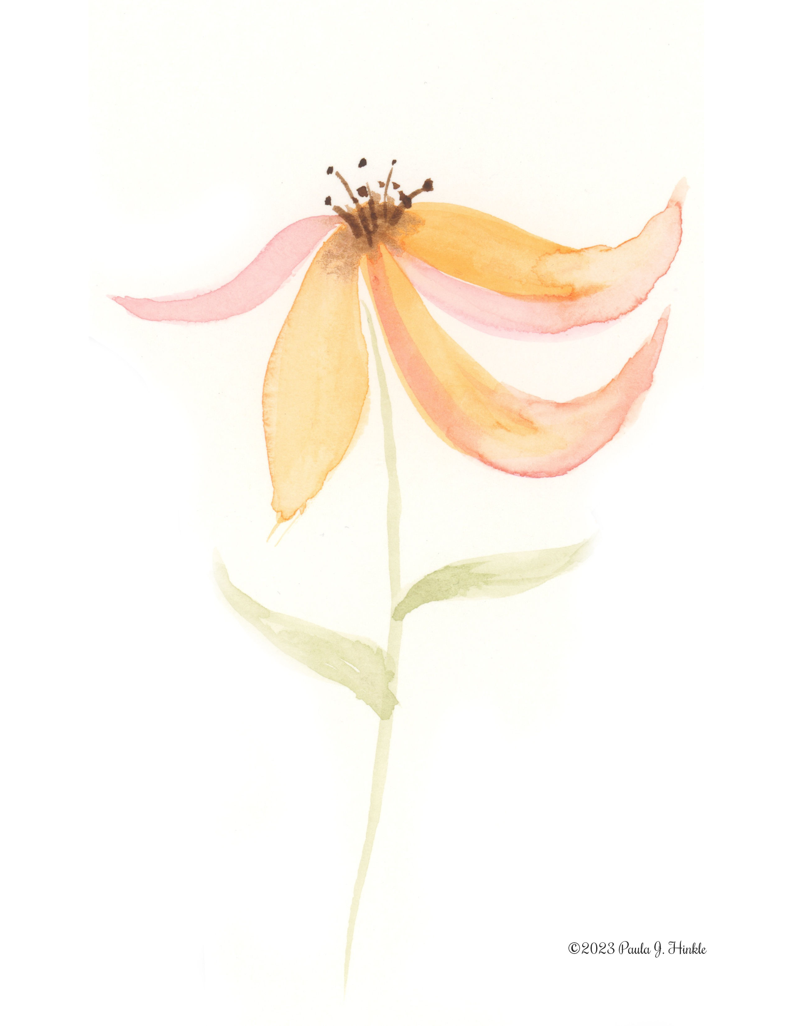 Orange & Pink Flower