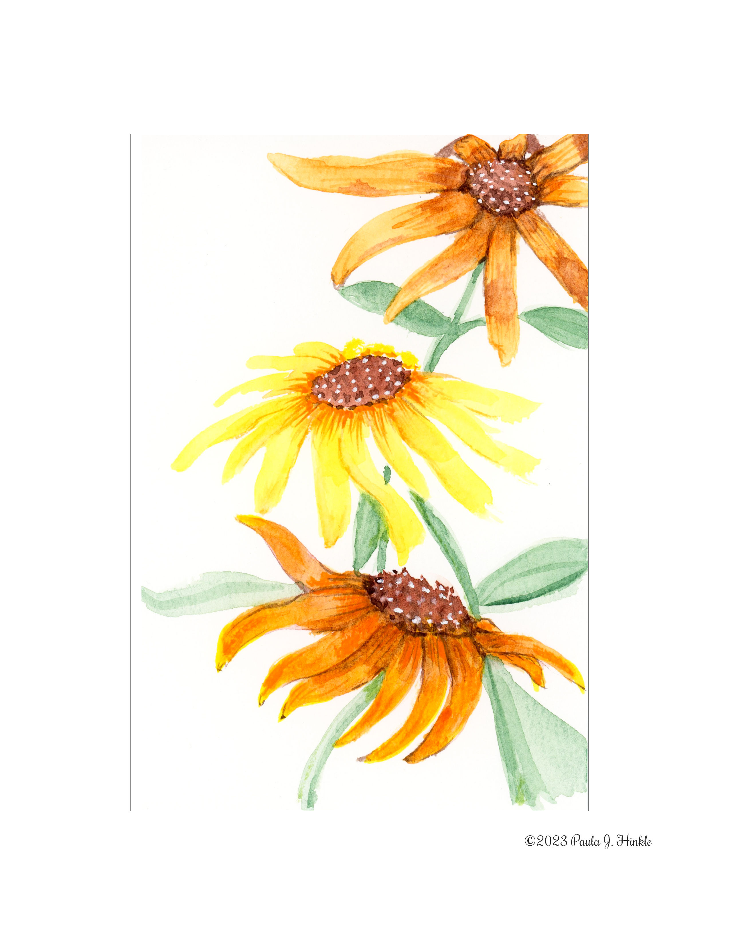 Yellow and Orange Daisies