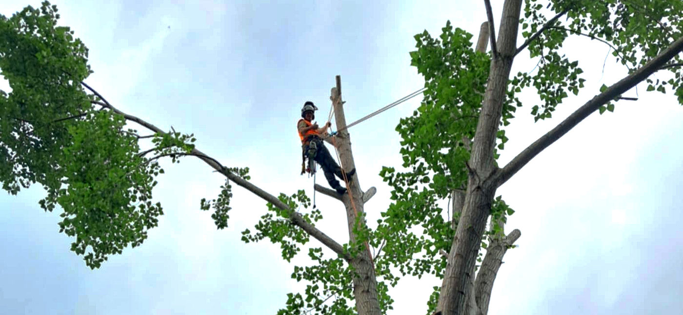 Tree 2 Tree Arborists Northland removal_edited_edited.jpg