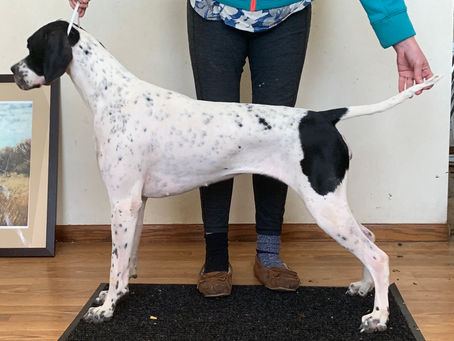 Dottie is for sale to a Show home