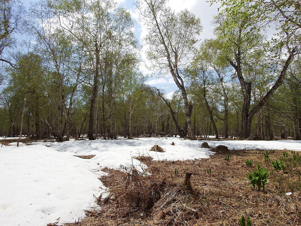 bright spring day, snow melting in field at edge of forest