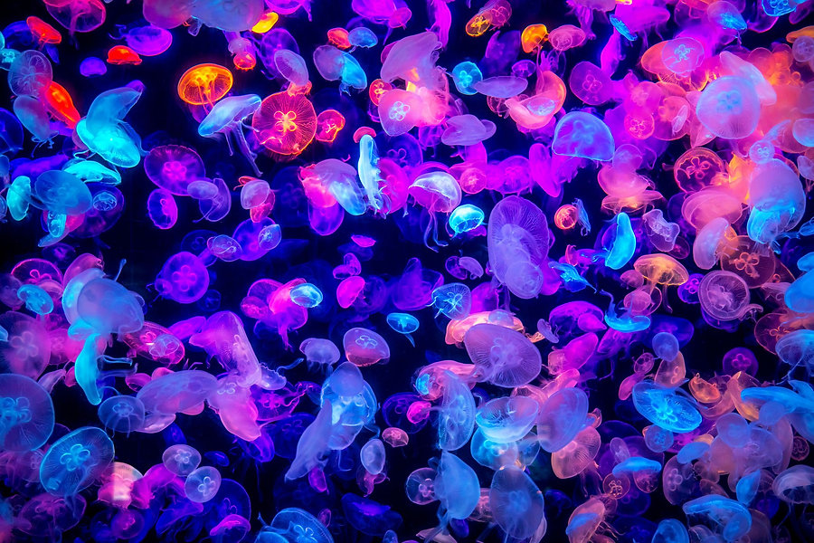 many-colorful-jellyfish-on-the-dark-sea-