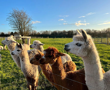 AlpacaGroup.jpg