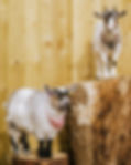 goat stumps.jpg