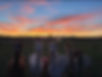 AlpacaGroupSunset.jpg