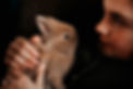 rabbit.jpg