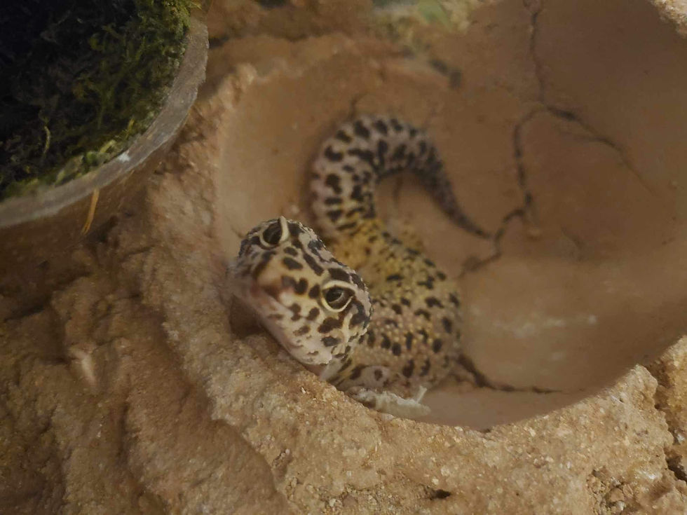 Leopard gecko