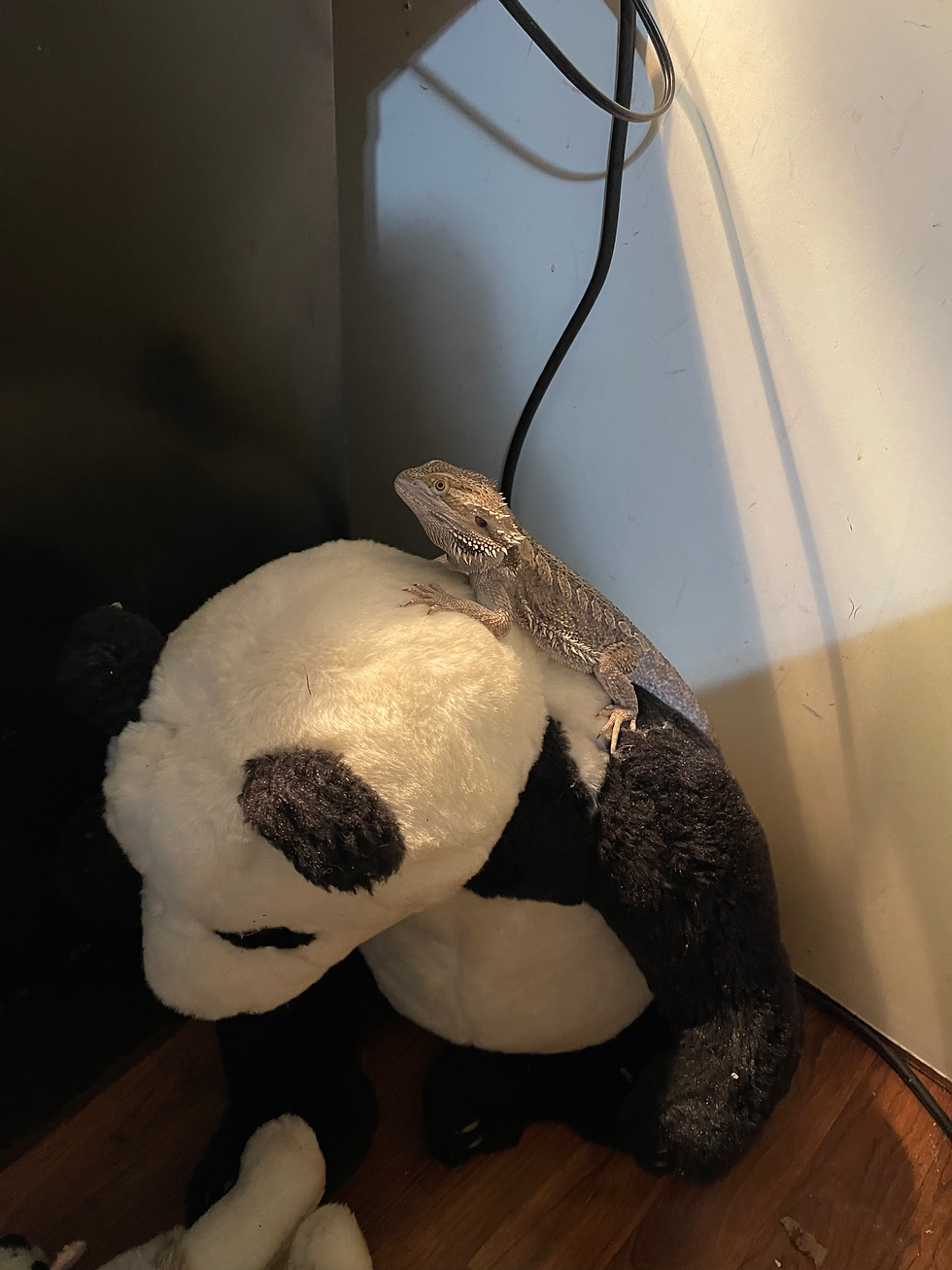Eye-level view of a reptile enclosure with a bearded dragon resting on a rock