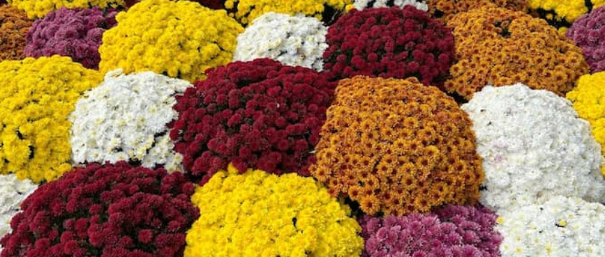 Fall SHOW CHOIR Mums - PRE-ORDER, DELIVERY