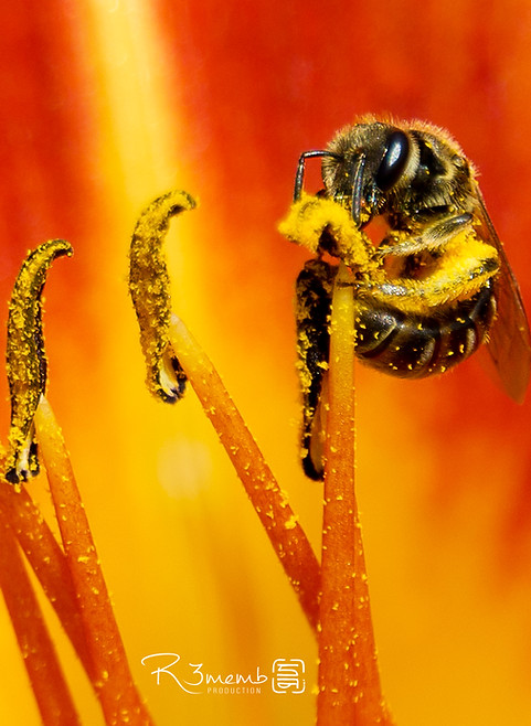 photode R3memb d'une abeille butinant une fleur