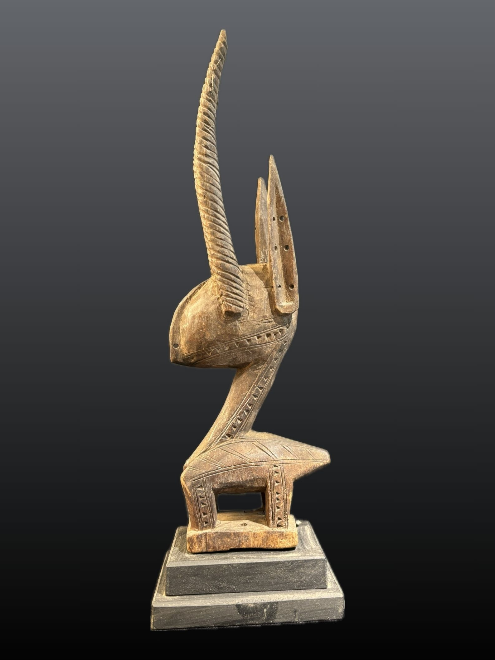 Gazelle Tiywara BAMBARA