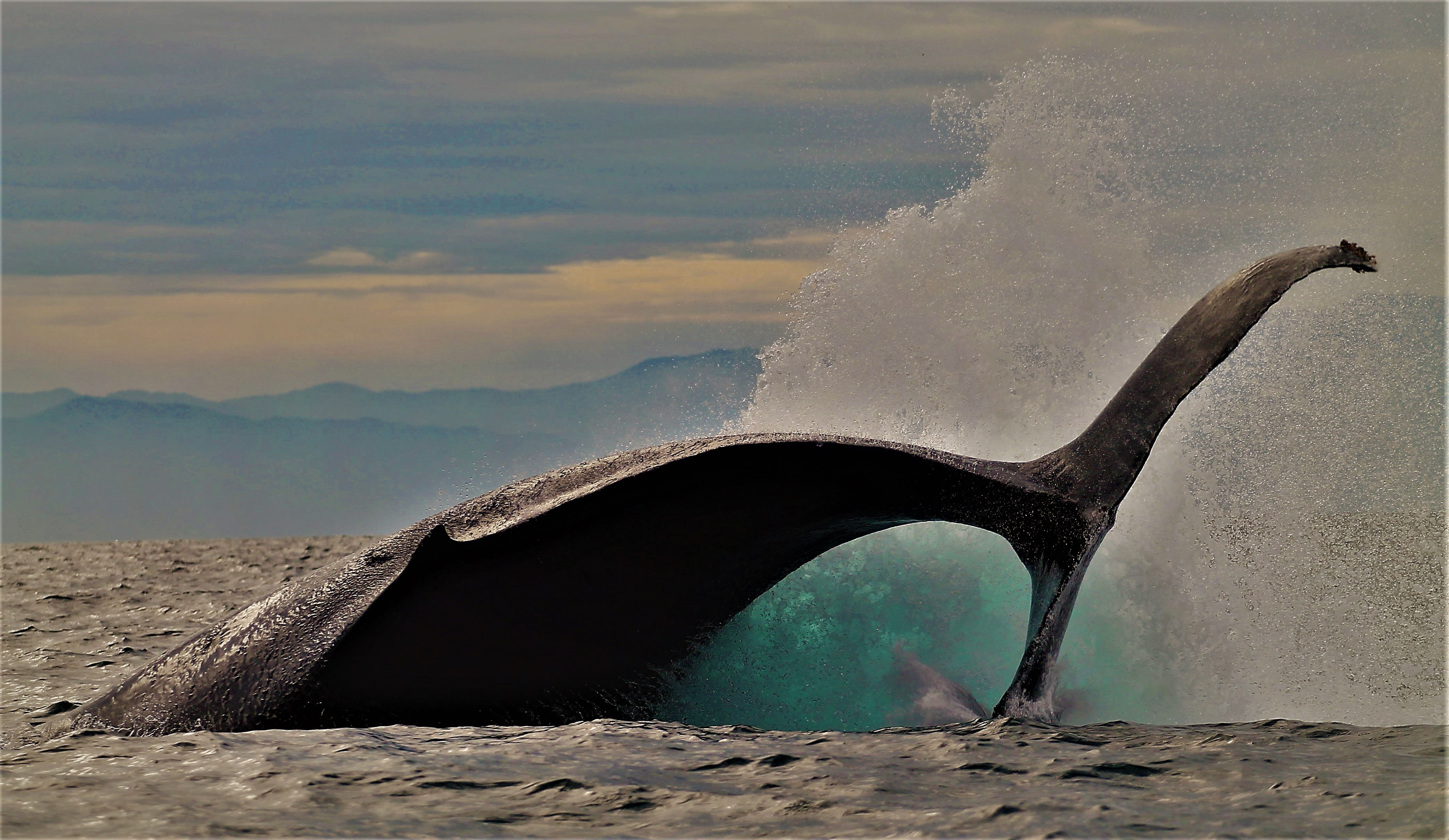 SUNSET TOUR PUERTO VALLARTA