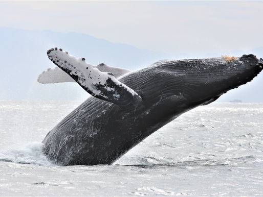 Being a Whale