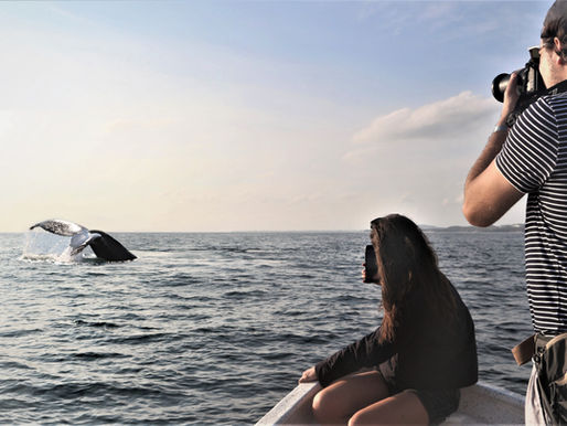 Why do I love whales?