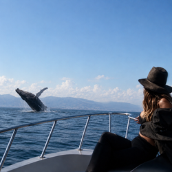 Morning Whale Watching Tour