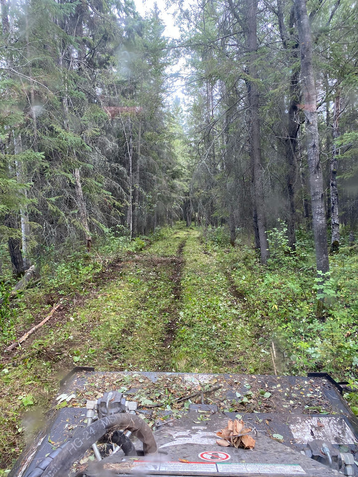 Vegetation Management work done in a forest