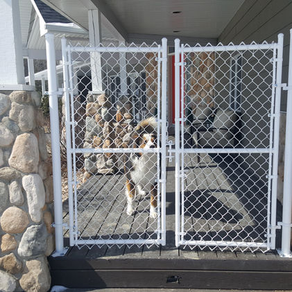 Dog stands behind a white fence on a porch, looking out at the viewer.
