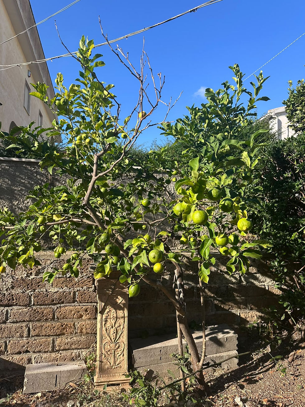 Albero di limoni