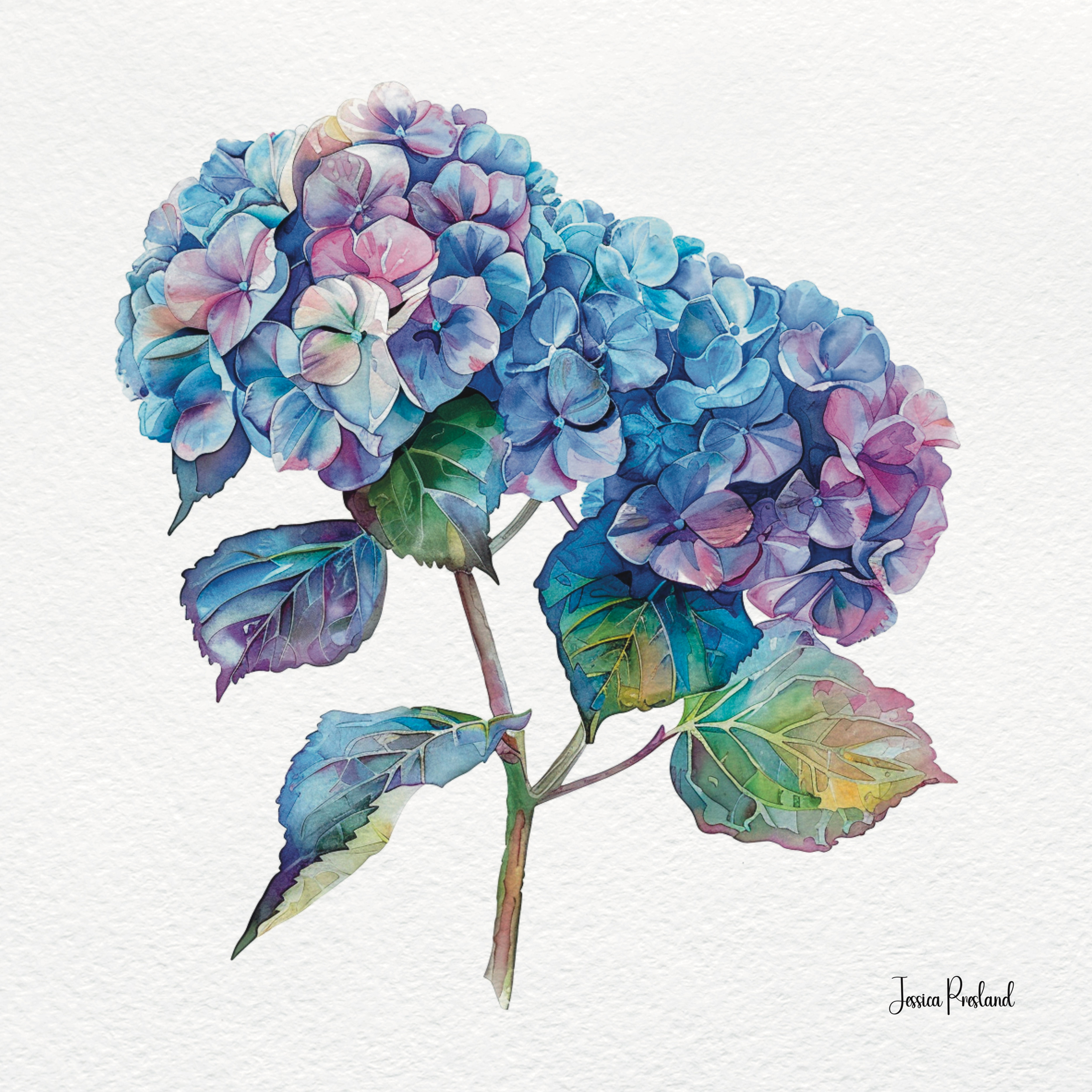 Hydrangea 3