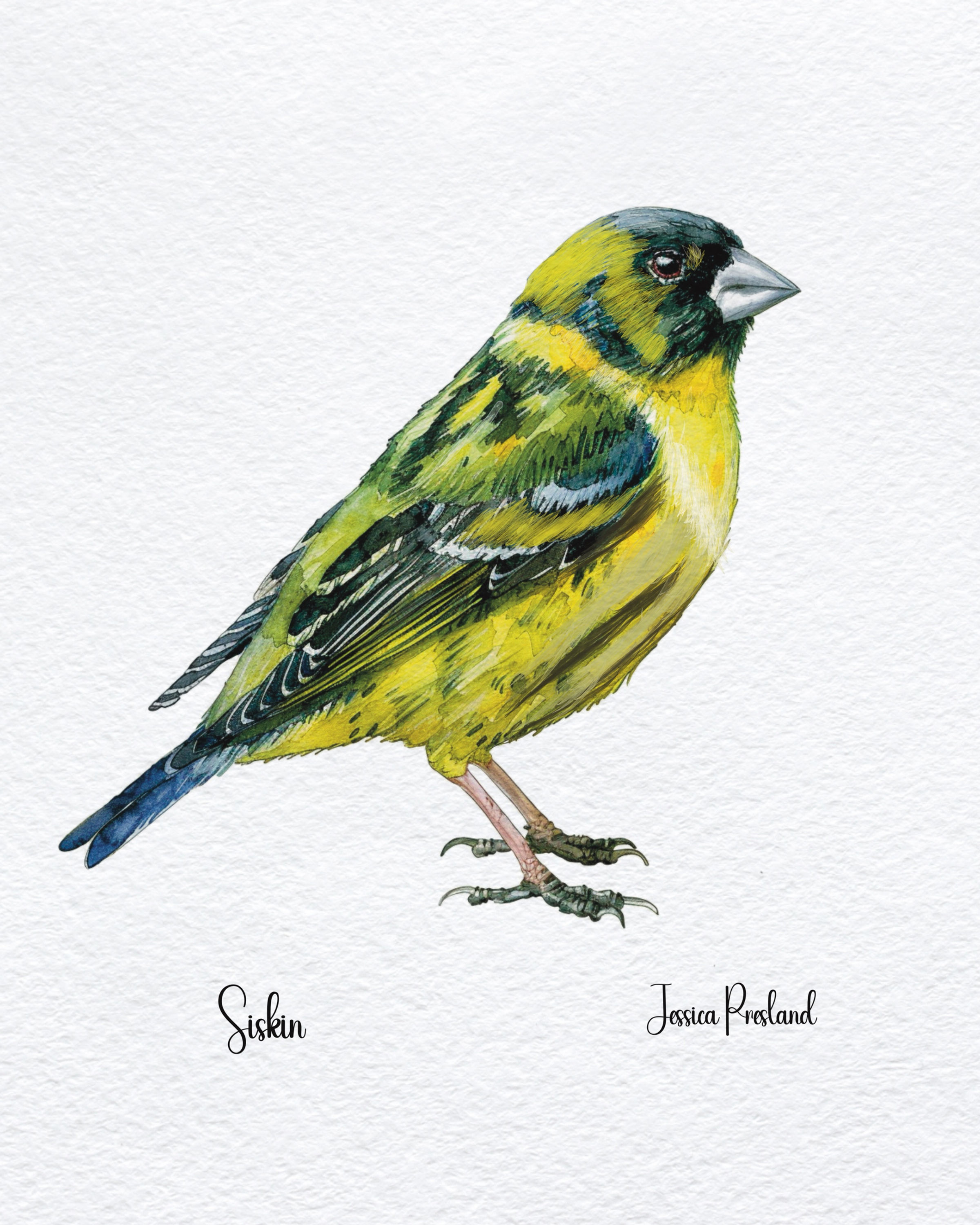 Siskin