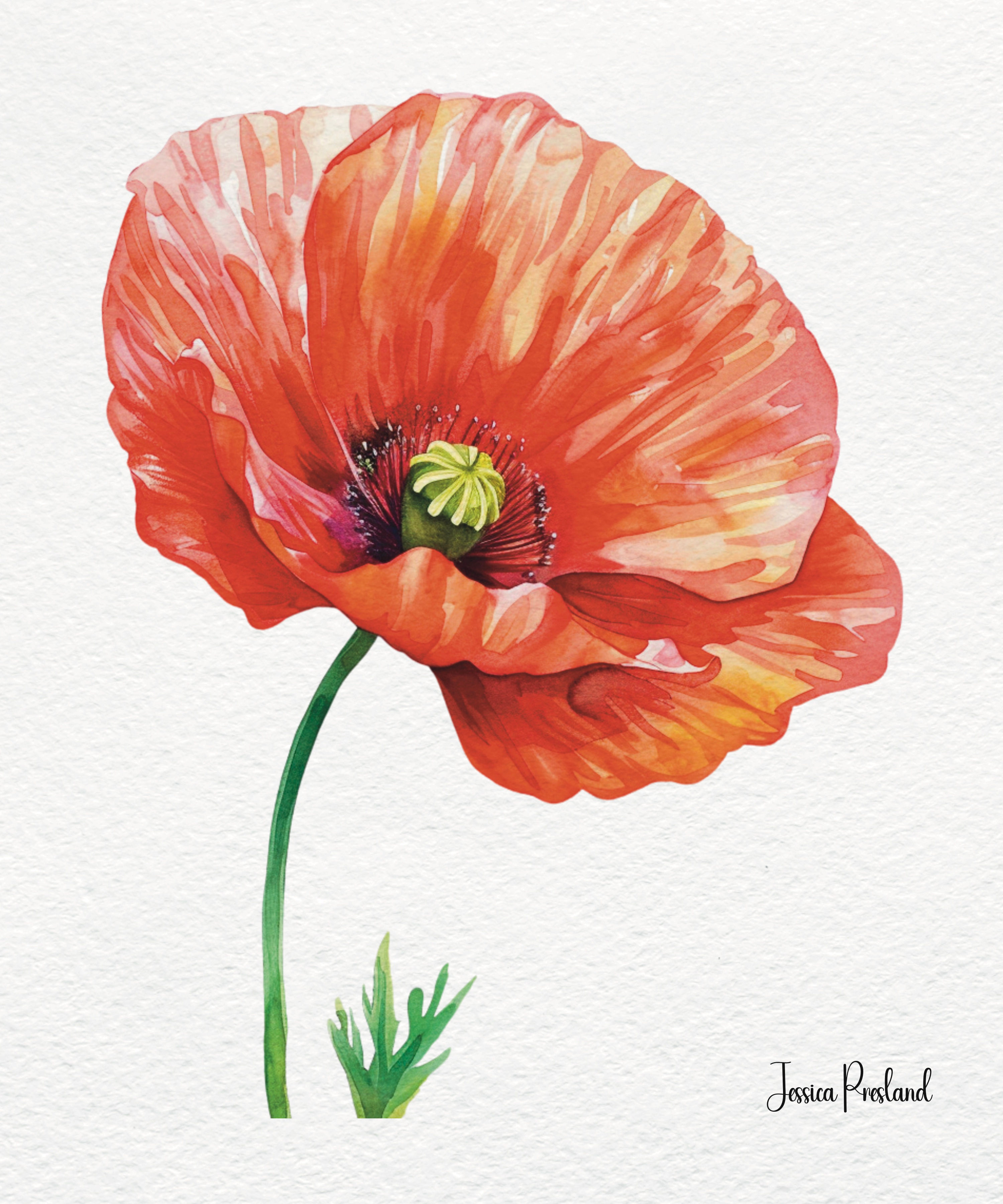 Poppy 3a