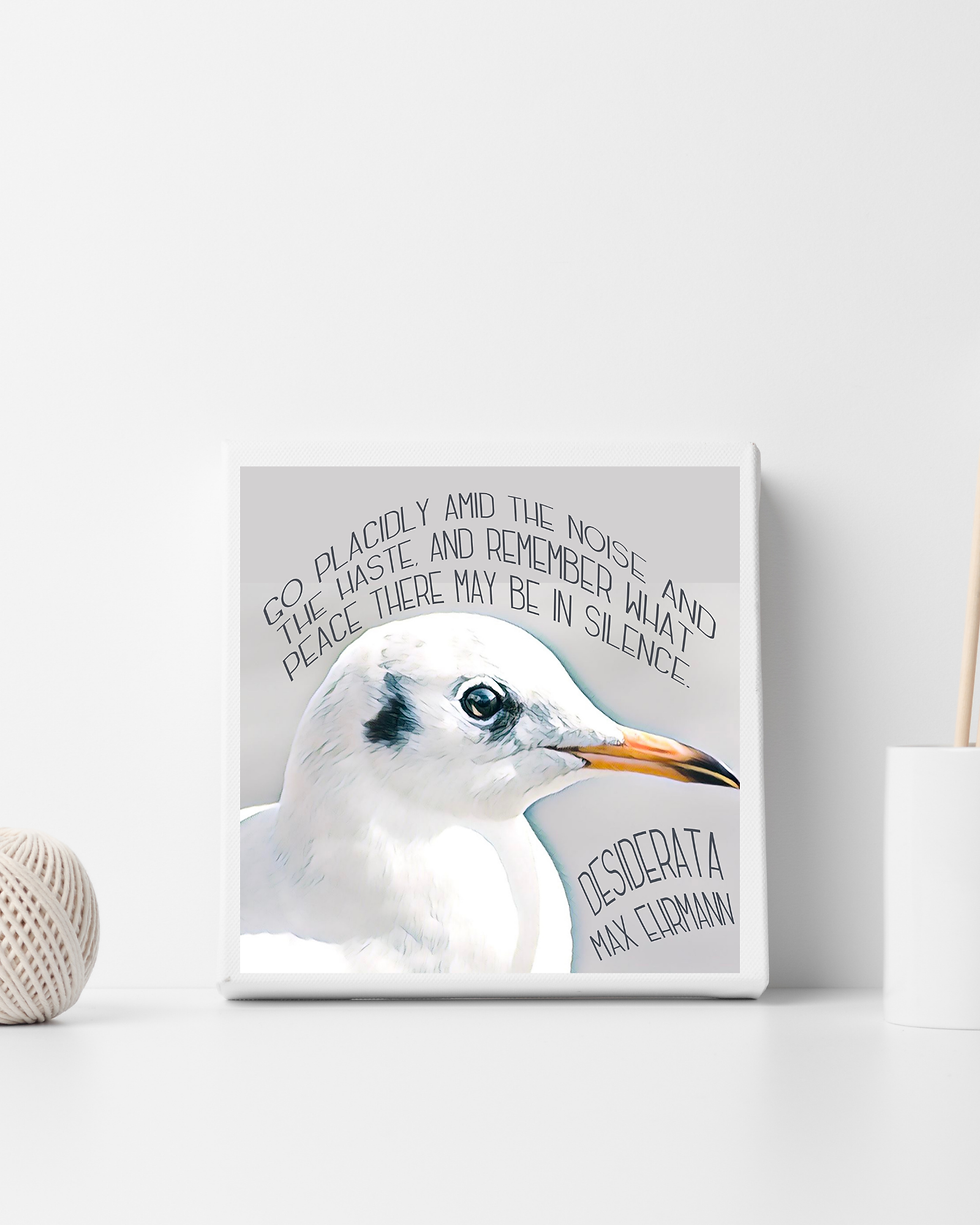 Thumbnail: Desiderata Gull