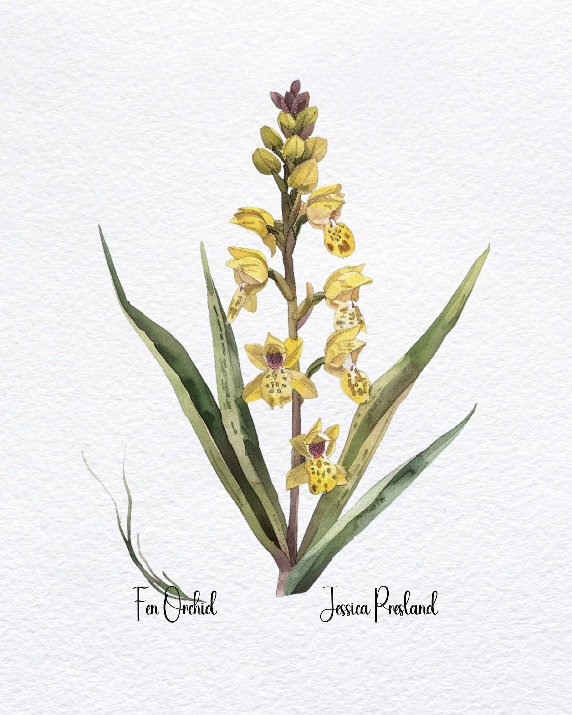Fen Orchid 1