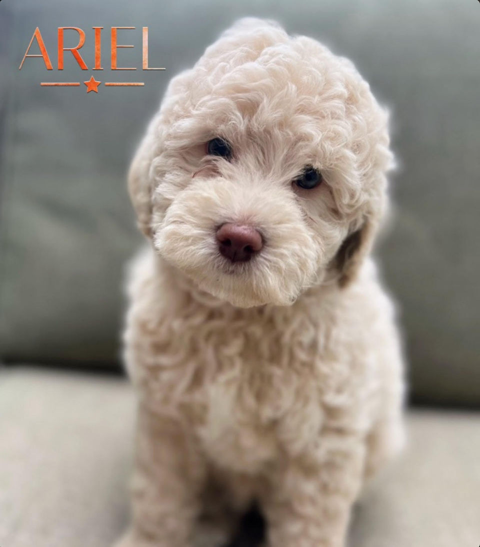 Micro Goldendoodle puppies for sale in Missouri