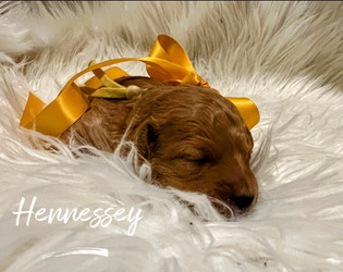 Toy Poodles for sale near me