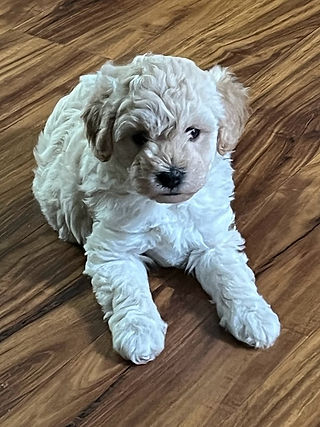 Mini Goldendoodle puppies for sale