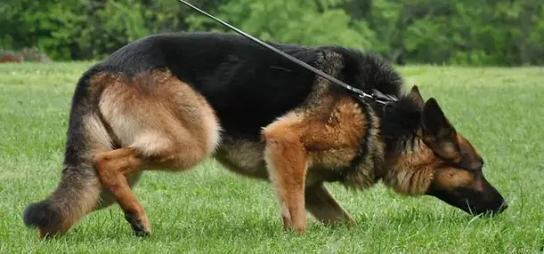 tracking-dog German shepherd