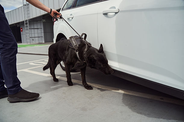 Security office and detection dog inspecting car at airport