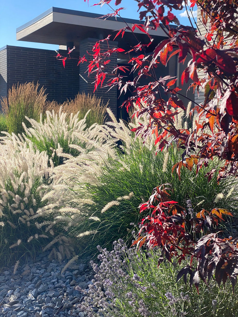 Thumbnail: Oriental Fountain Grass