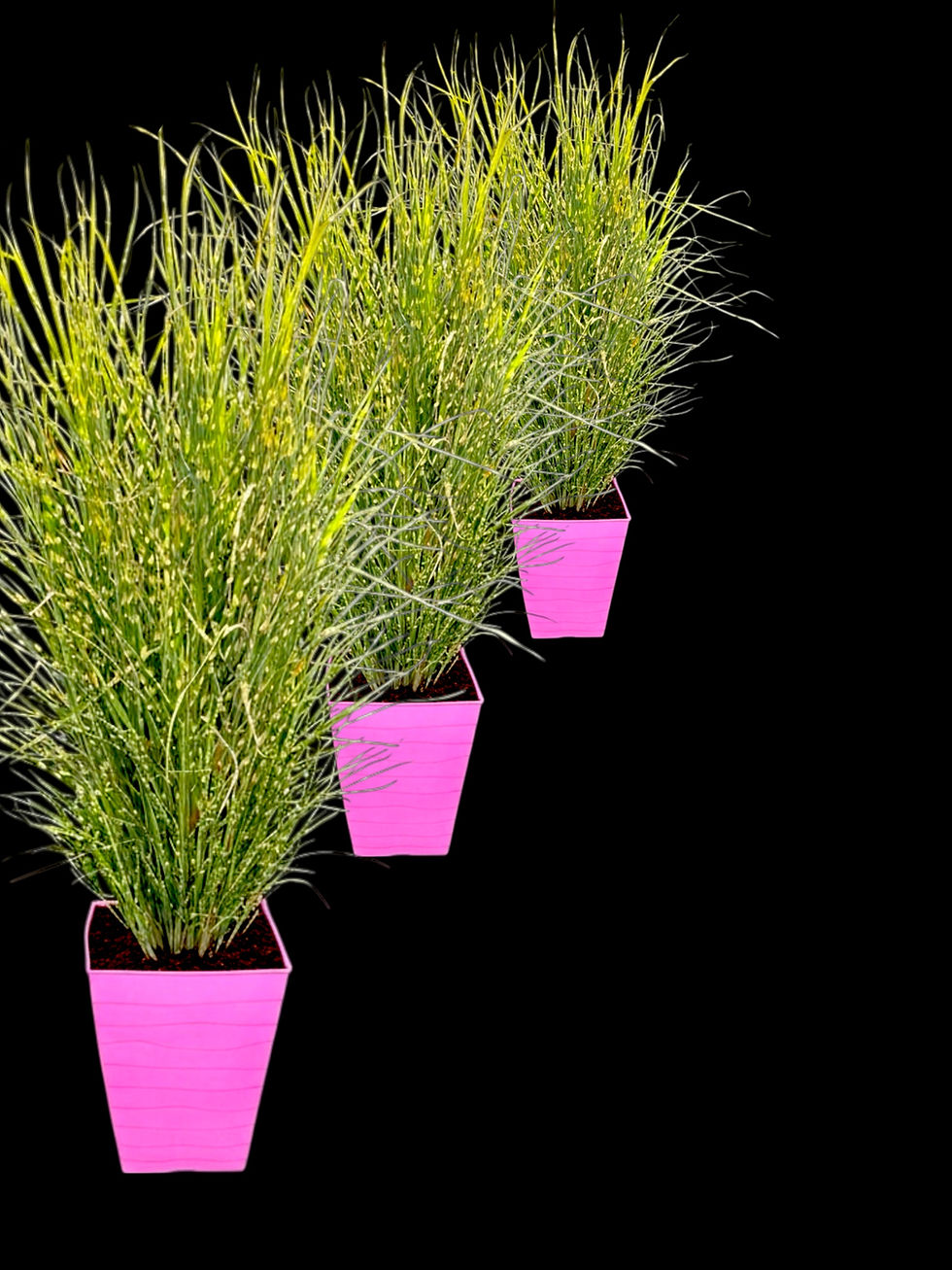 Thumbnail: Porcupine Grass (Strictus)