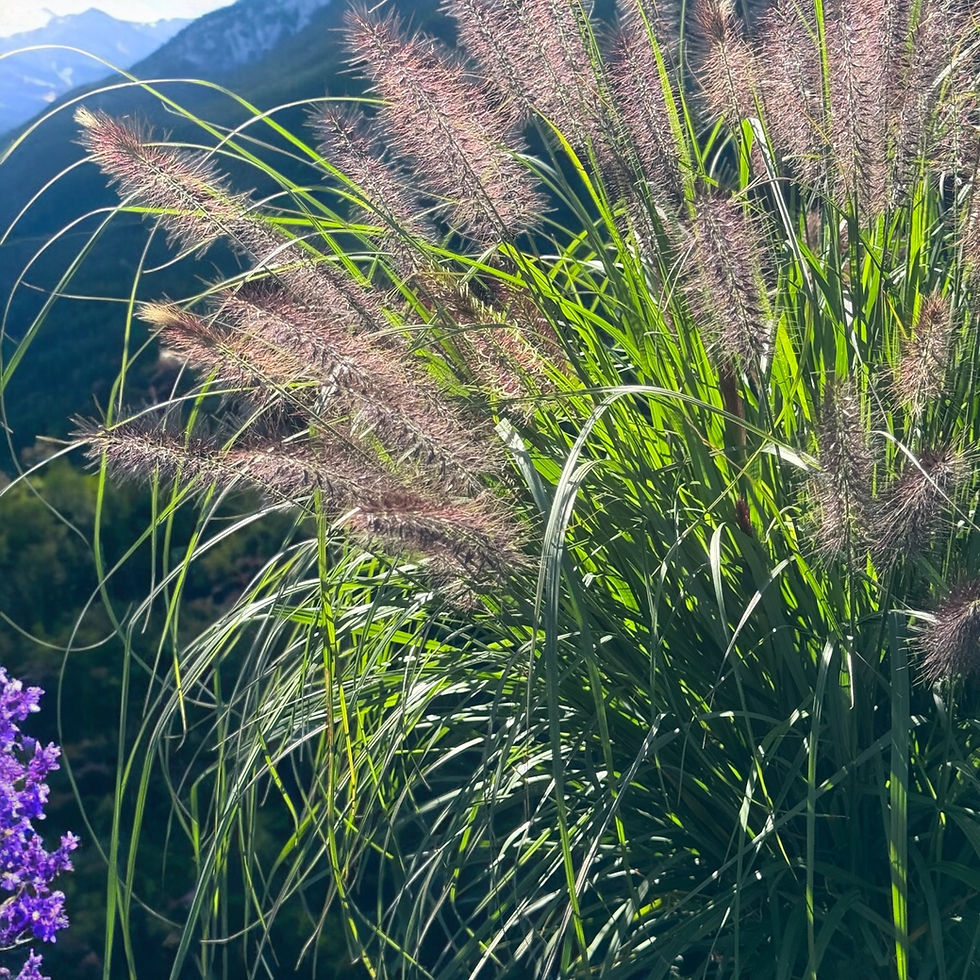 Thumbnail: Love and Rockets Fountain Grass