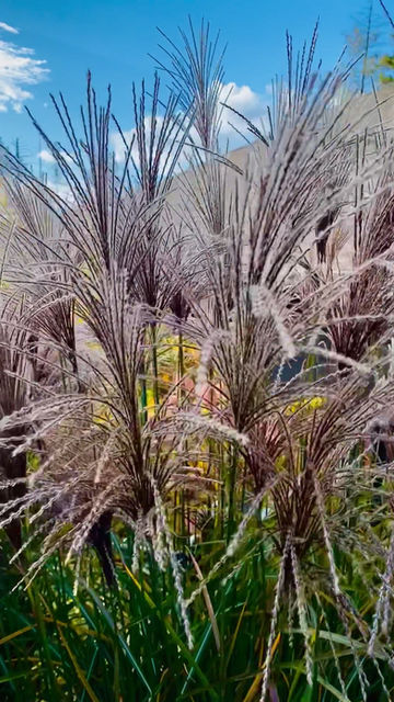 Thumbnail: Oktoberfest Maiden Grass