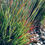 Thumbnail: Standing Ovation Little Bluestem 🔥Hot Seller!