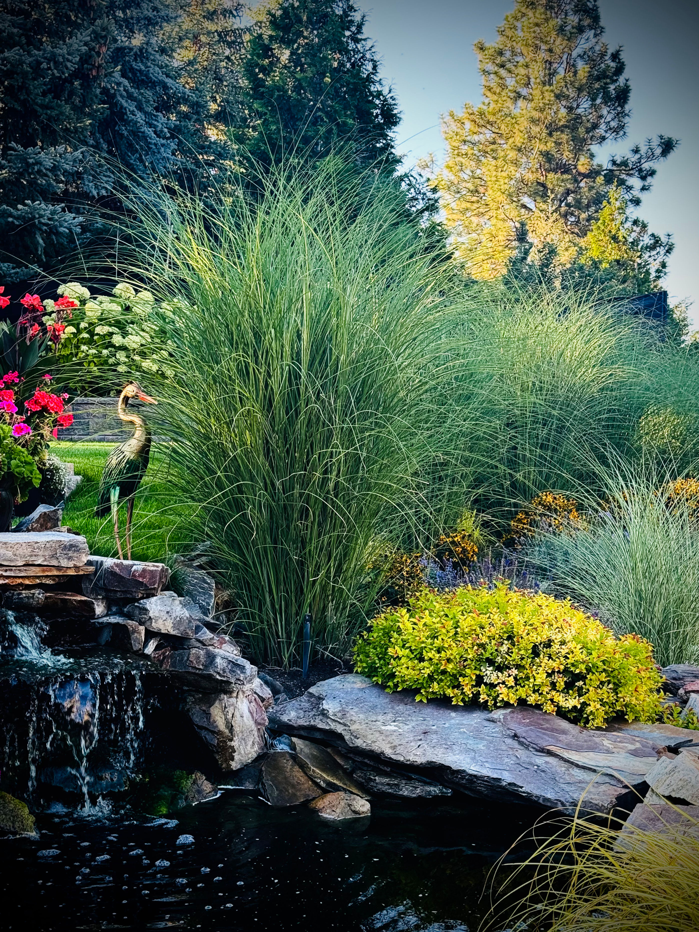 Gracillimus Maiden Grass