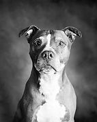 Black and White Dog Portrait