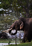 wildlife tours by ace travel solutions