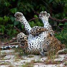 Leopard at Yala National Park.png