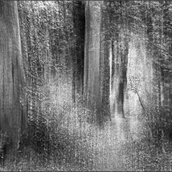 Somerton Woods