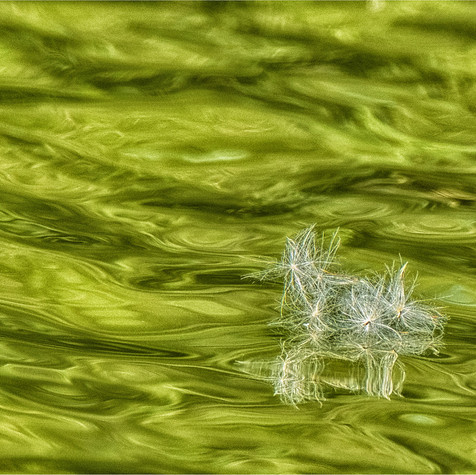 Thistle seed on the water