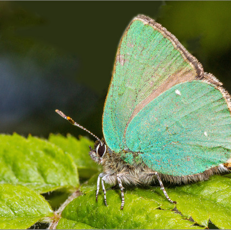 Green Hairstreak
