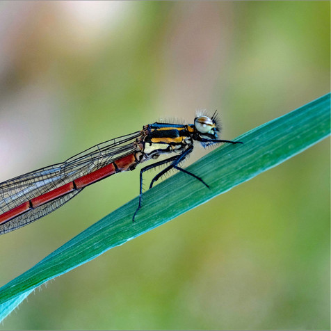 large-red damselfly
