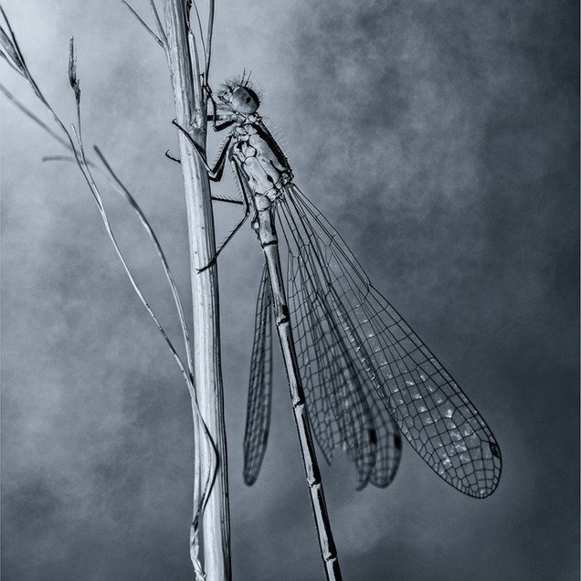 Damselfly